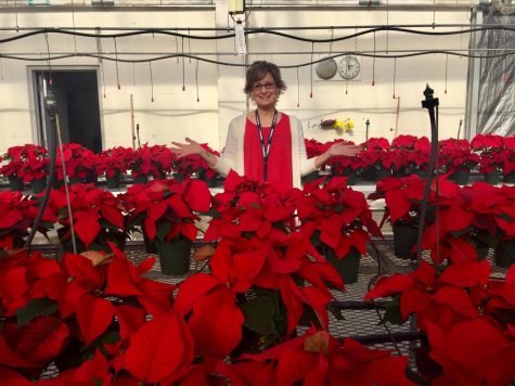POINSETTIA SALE