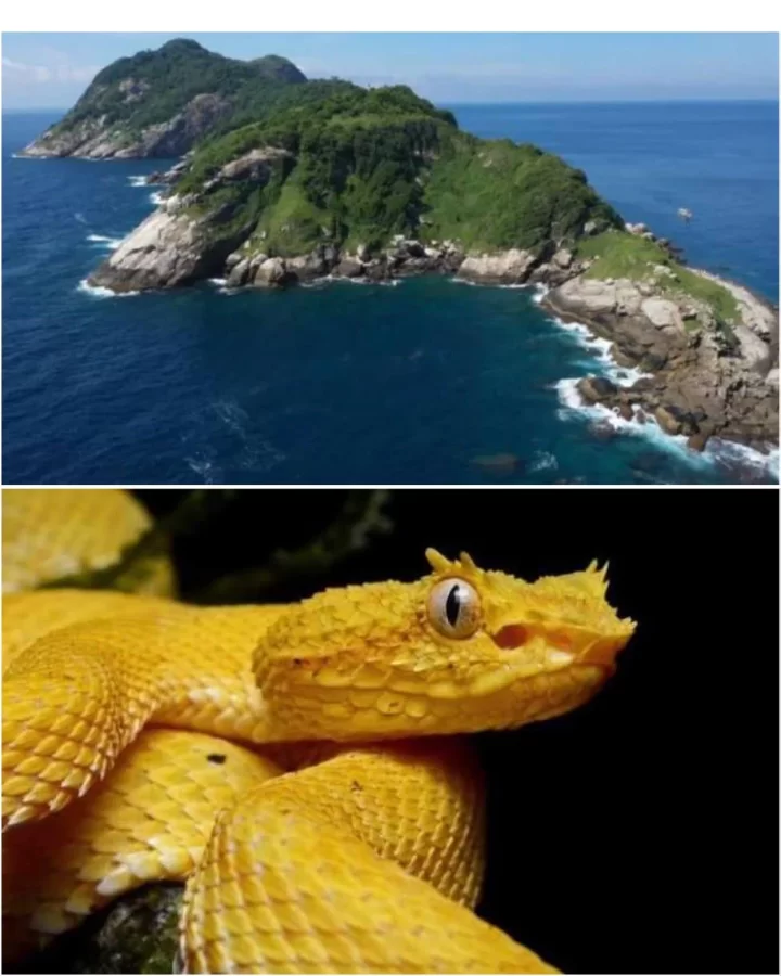 Snake Island, Brazil